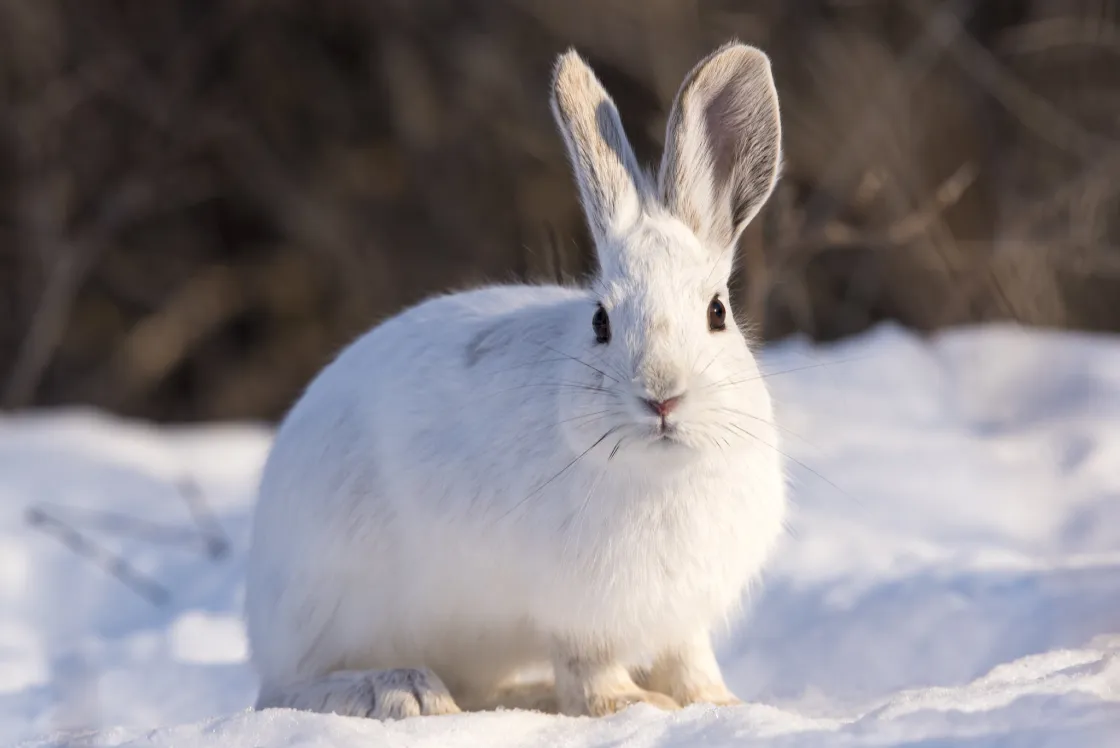 Snowshoe hare
