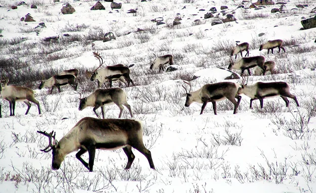 A herd of caribou travels across a Northwest Territories landscape.