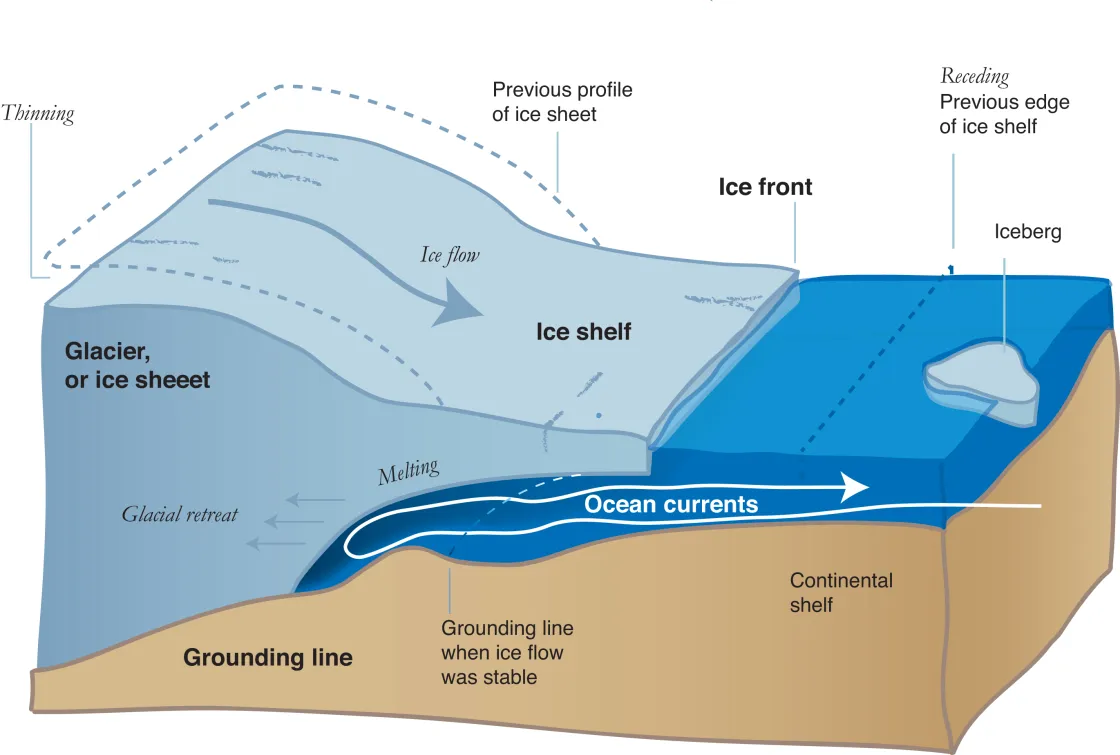 When bedrock slopes inward, warm, circumpolar deep water flows under the ice shelf, chewing away at the grounding line. As the glacier's base recedes, the brakes ease up and the accelerates which further thins and recedes the ice sheet.