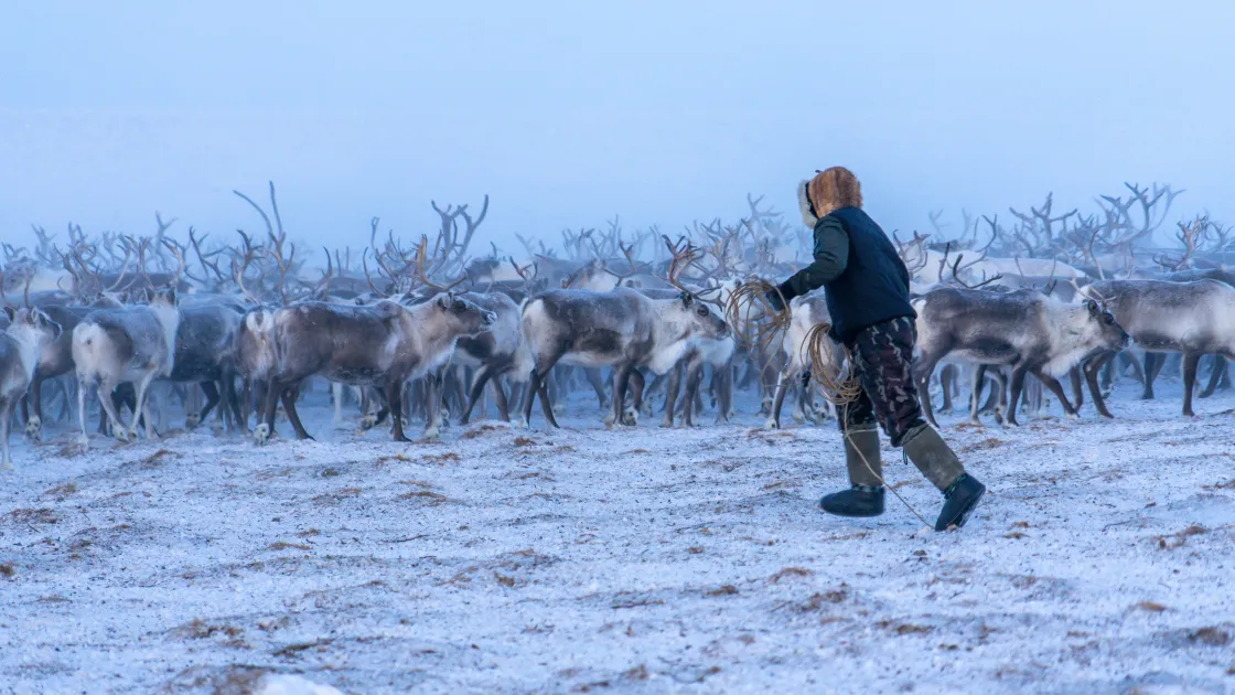 Reindeer herder corrals his herd