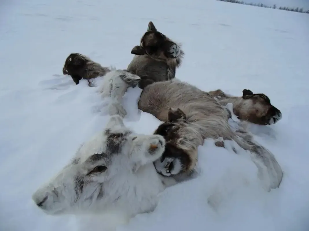 Photo of dead reindeer