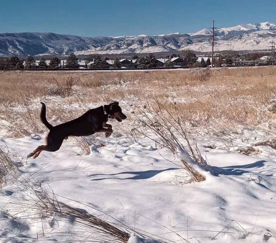Dog frolicking in the snow