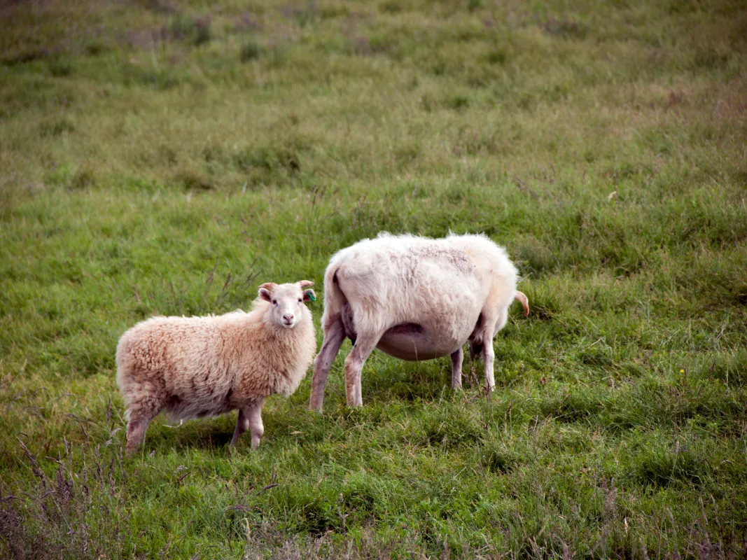 Sheep in South Greenland