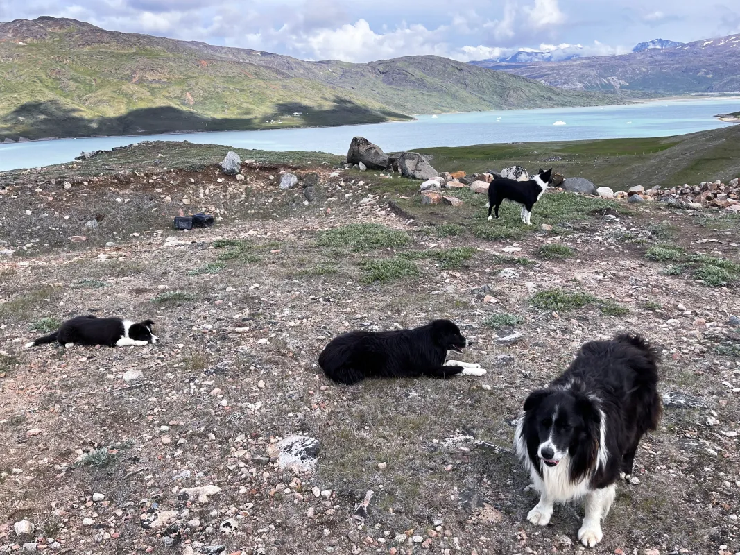sheep herding dogs in South Greenland