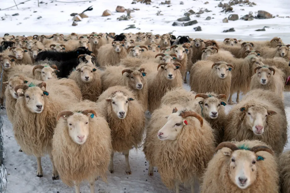 Sheep in winter in South Greenland
