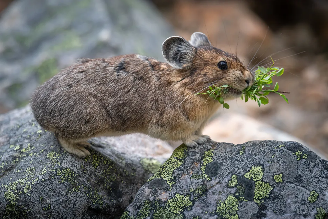 Pika on a rock