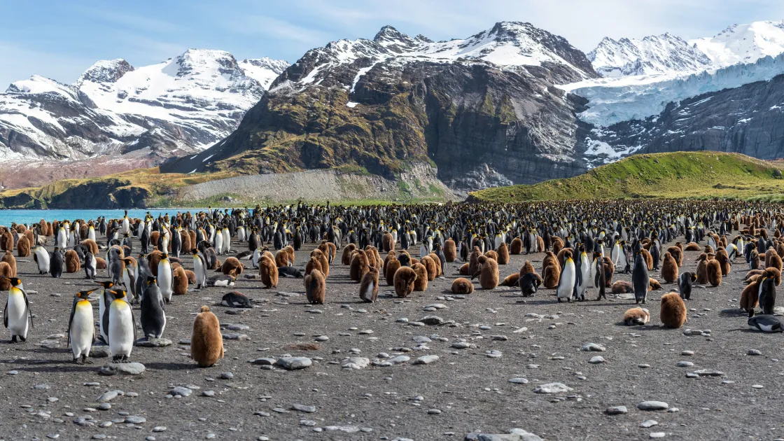 Emperor penguins on South Georgia Island