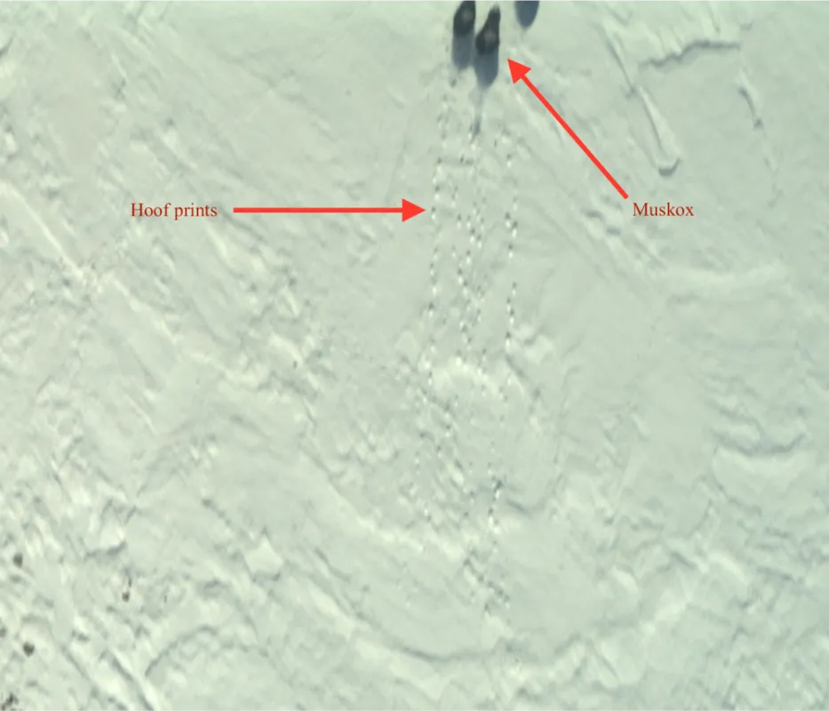 Muskoxen are seen in the upper right edge of the photo with their hoof prints trailing behind. This image was taken by the Continuous Airborne Mapping By Optical Translator (CAMBOT). Credit: NASA IceBridge