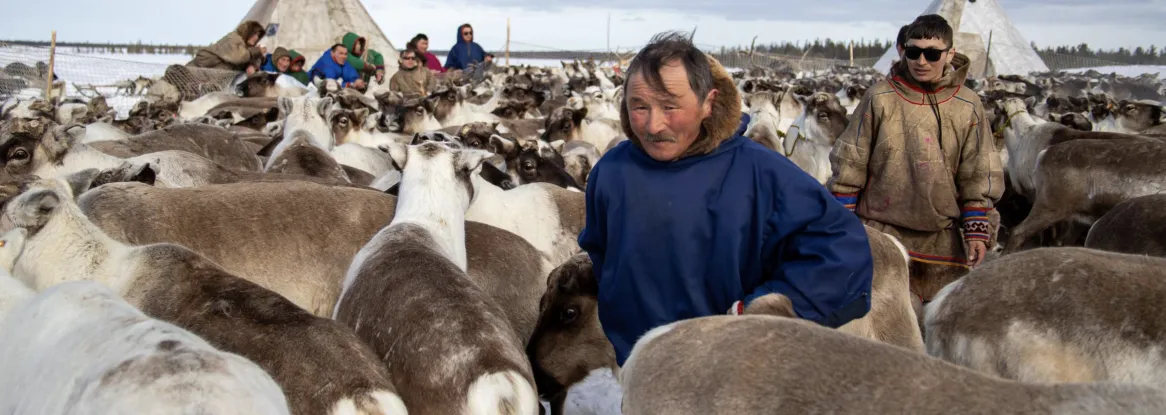 Tokcha with his herd