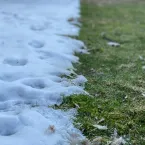 Snow on grass