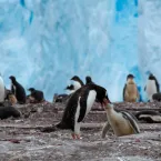 Mother penguin feeds her young
